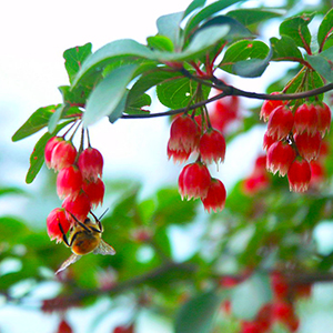 高山植物イメージ